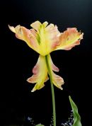 Tulip 1